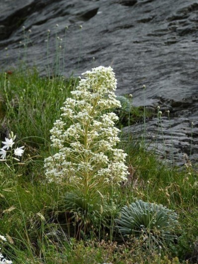 Location de vacances - Gîte à Gavarnie-Gèdre
