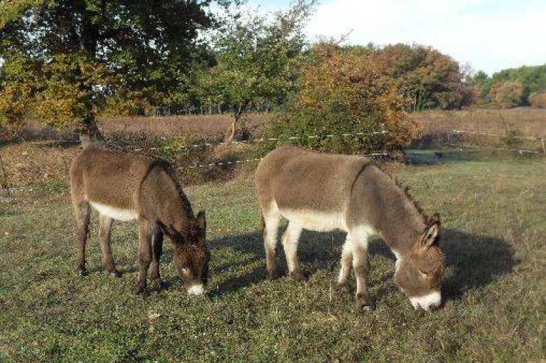 Location de vacances - Gîte à Cadenet