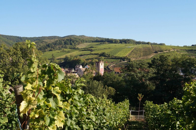 Location de vacances - Gîte à Ribeauville - Au pied de la route des vins d'Alsace : voici Ribeauvillé entouré du vignoble