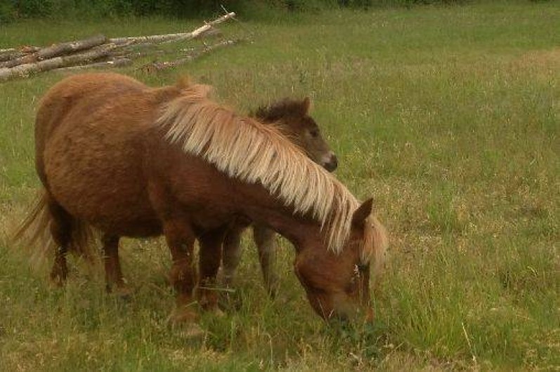 Location de vacances - Maison - Villa à Sainte-Foy-Saint-Sulpice
