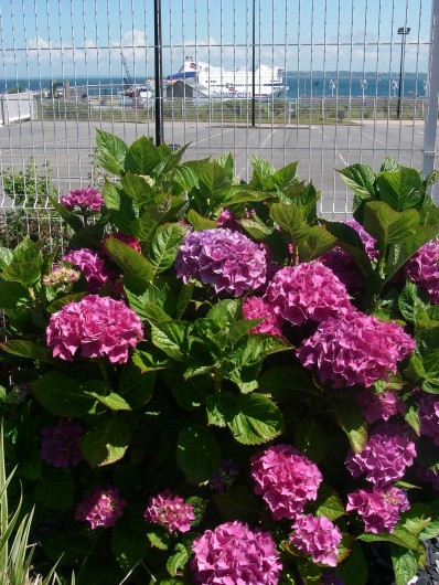 Location de vacances - Maison - Villa à Roscoff - Hortensias