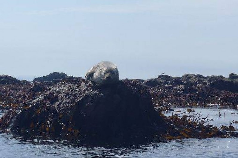 Location de vacances - Gîte à Landunvez