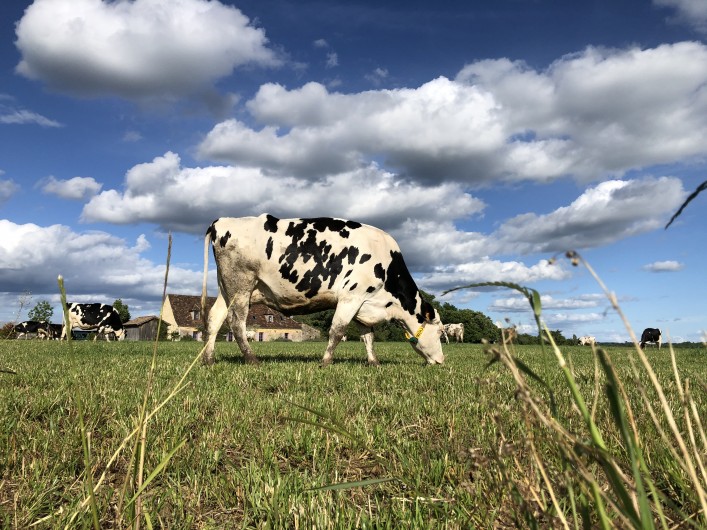 Location de vacances - Chambre d'hôtes à Saint-Avit-Sénieur - Vache sur l'exploitation laitière