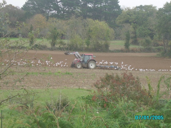 Location de vacances - Maison - Villa à Clohars-Carnoët - VUE DE LA FENETRE : LES MOUETTES