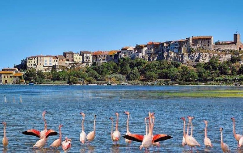 Location de vacances - Villa à Portel-des-Corbières - les flamands qui ont élu domicile à l'étang de Bages (à 5mn du village)
