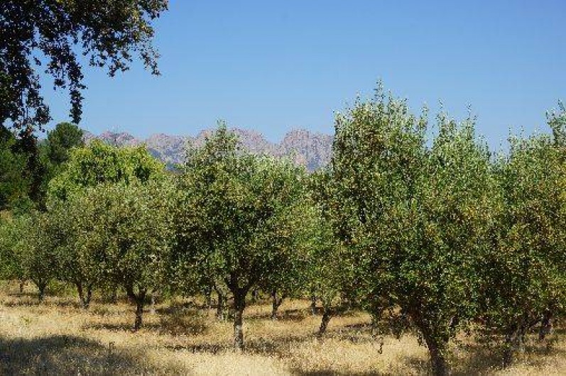 Location de vacances - Villa à Calenzana