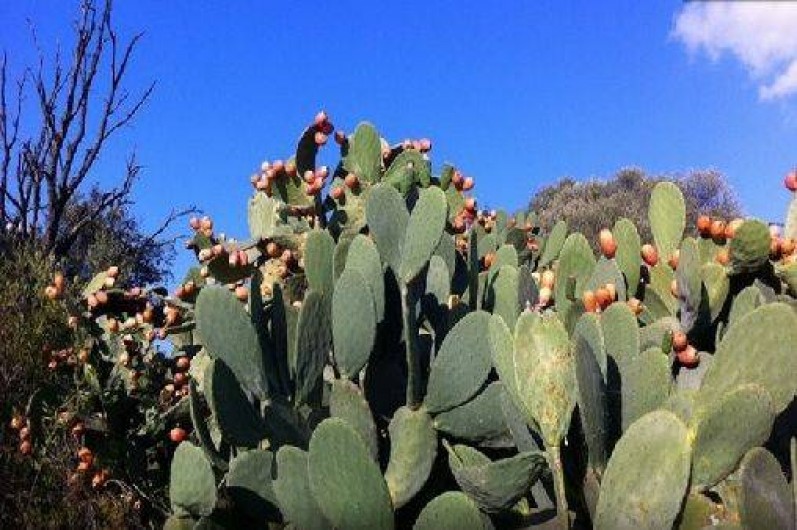 Location de vacances - Appartement à Porto-Vecchio