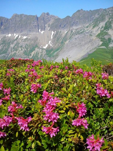 Location de vacances - Villa à Sallanches - fleurs de montagnes