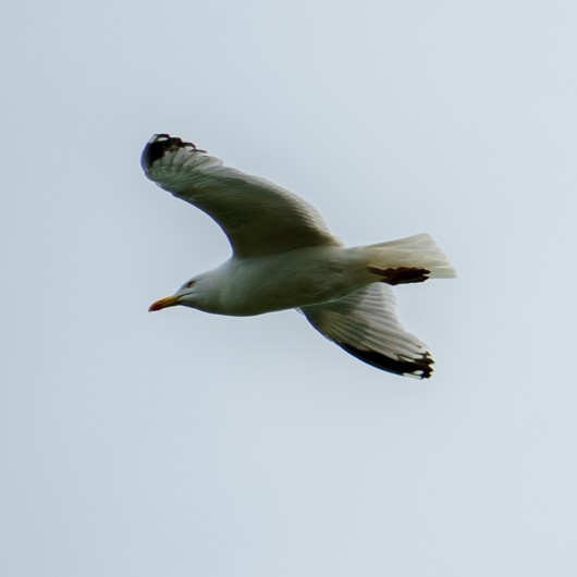 Location de vacances - Villa à Hirel