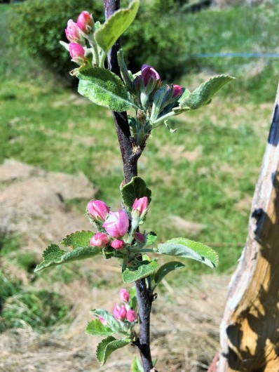 Location de vacances - Chambre d'hôtes à Auriac-du-Périgord - Arbres fruitiers
