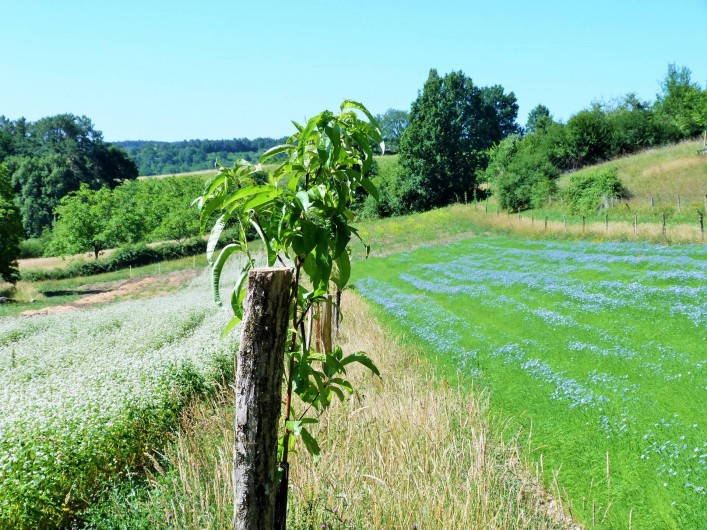 Location de vacances - Chambre d'hôtes à Auriac-du-Périgord - Le lin et le Sarrasin en agroforesterie