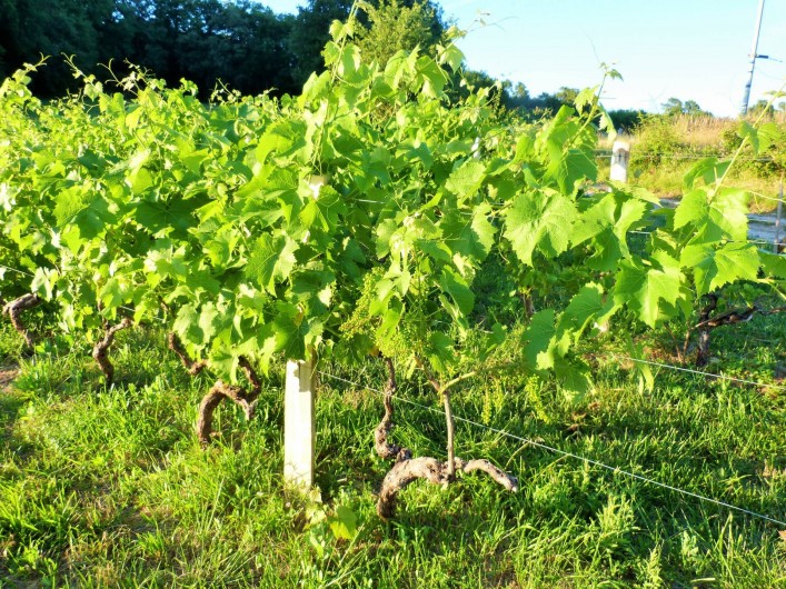 Location de vacances - Chambre d'hôtes à Auriac-du-Périgord - Les vignes