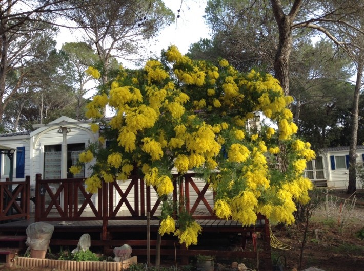 Location de vacances - Bungalow - Mobilhome à Puget-sur-Argens