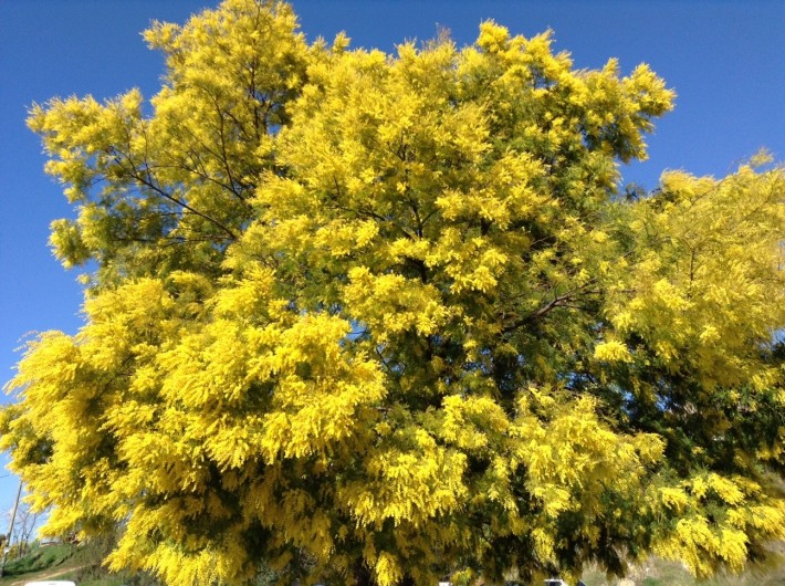 Location de vacances - Bungalow - Mobilhome à Puget-sur-Argens