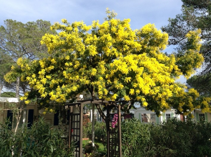 Location de vacances - Bungalow - Mobilhome à Puget-sur-Argens