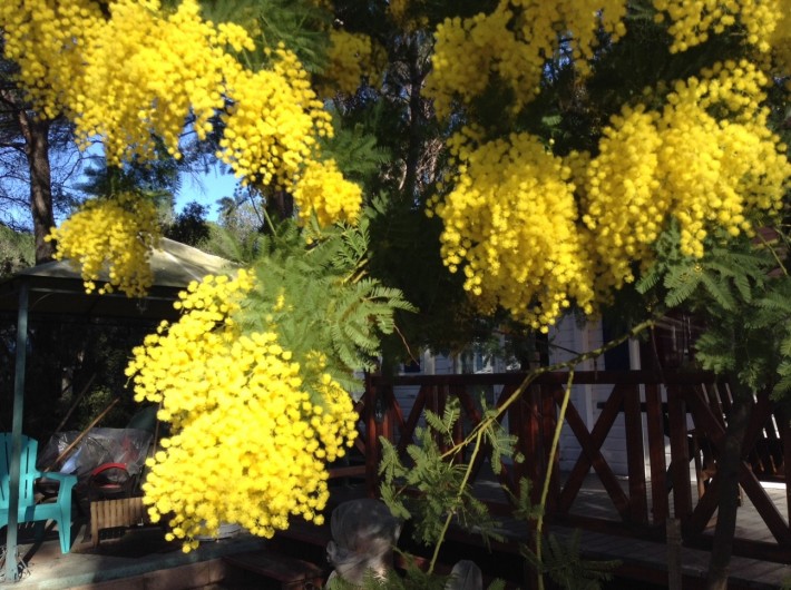 Location de vacances - Bungalow - Mobilhome à Puget-sur-Argens