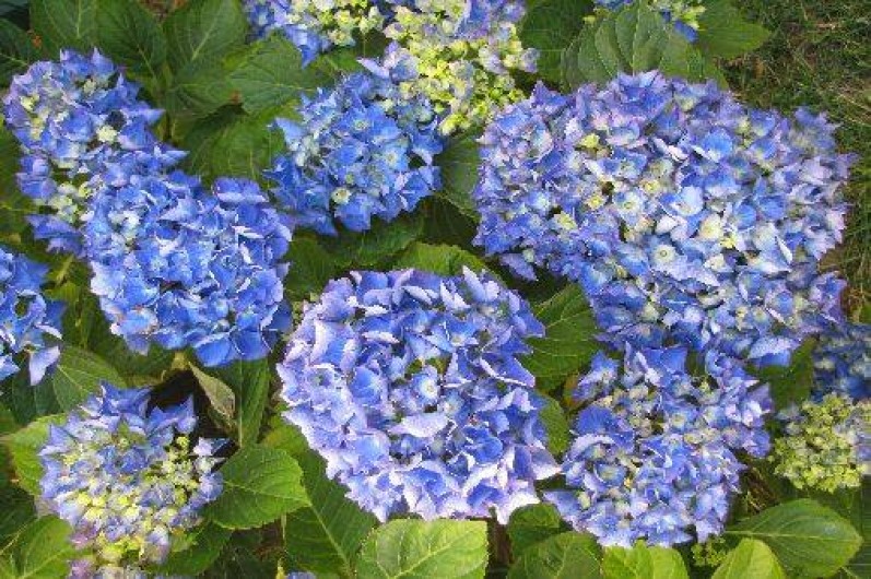 Location de vacances - Gîte à Baden - Le jardin