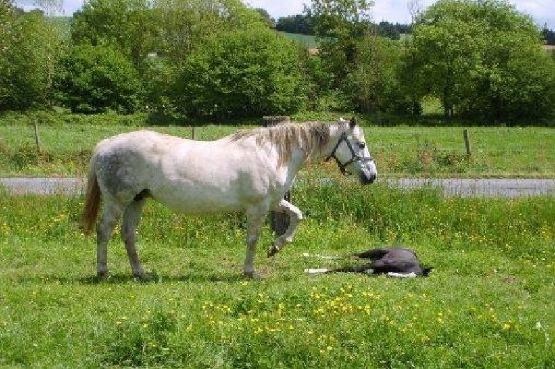 Location de vacances - Gîte à Merléac