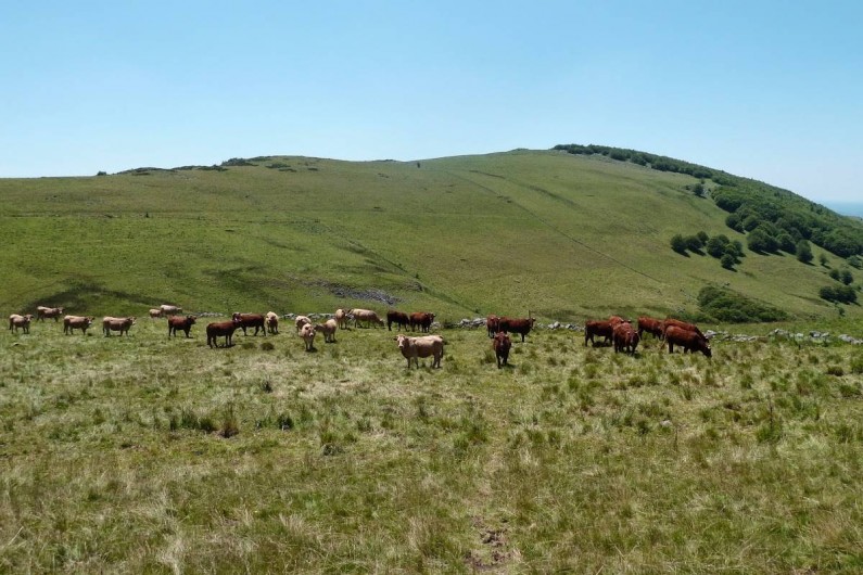 Location de vacances - Gîte à Lavigerie