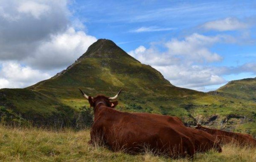 Location de vacances - Gîte à Lavigerie - Le grand site du Puy Mary