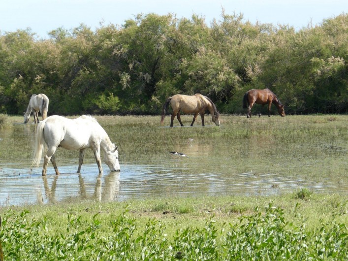 Location de vacances - Chambre d'hôtes à Villeneuve-lès-Béziers - Paysages le long du Canal, en direction de la plage
