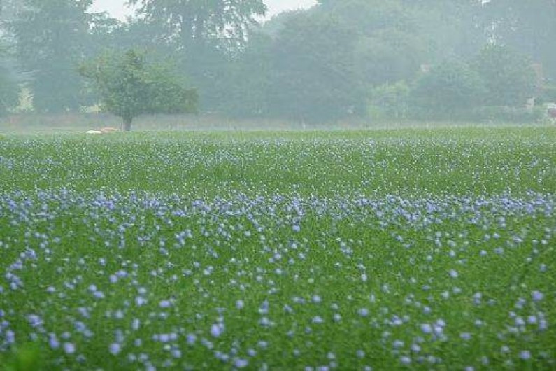 Location de vacances - Gîte à Beauval-en-Caux - champ de lin en fleurs