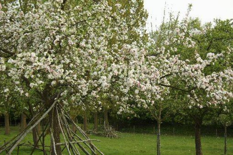 Location de vacances - Gîte à Beauval-en-Caux - le verger de pommiers à cidre