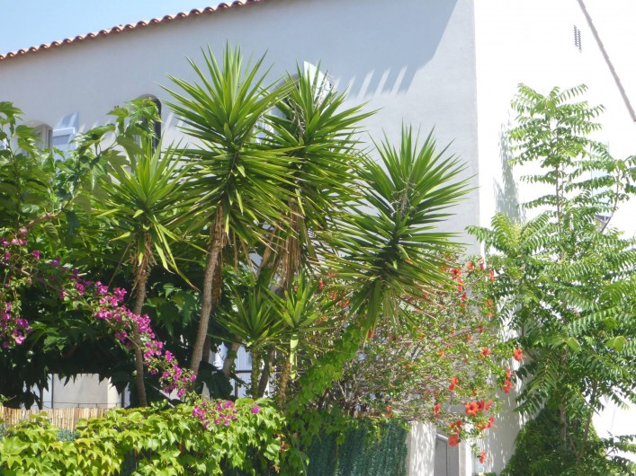 Location de vacances - Villa à Calvi - Jardin fleuri.