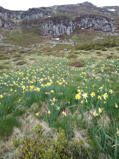 Location de vacances - Villa à Valuéjols - jonquilles en montagne en avril