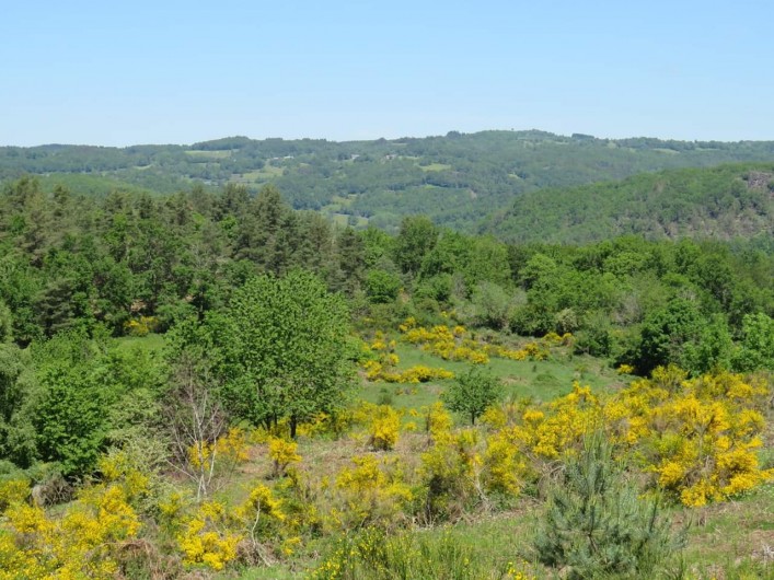 Location de vacances - Villa à Valuéjols - Genets en fleur en juin