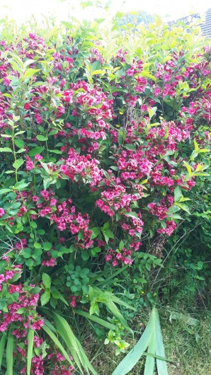 Location de vacances - Appartement à Marchésieux