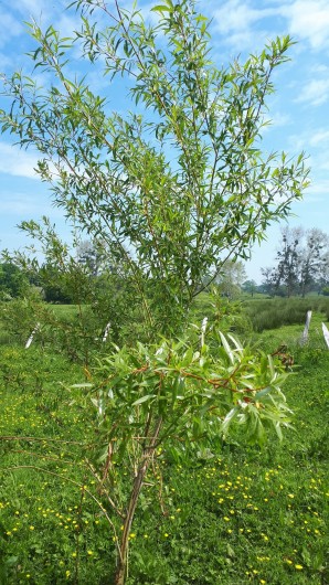 Location de vacances - Appartement à Marchésieux