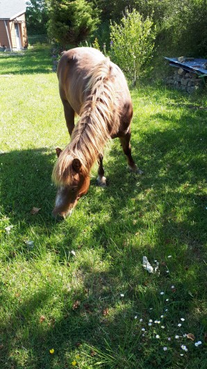 Location de vacances - Appartement à Marchésieux