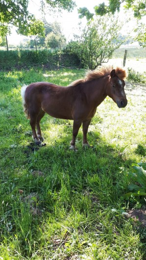 Location de vacances - Appartement à Marchésieux