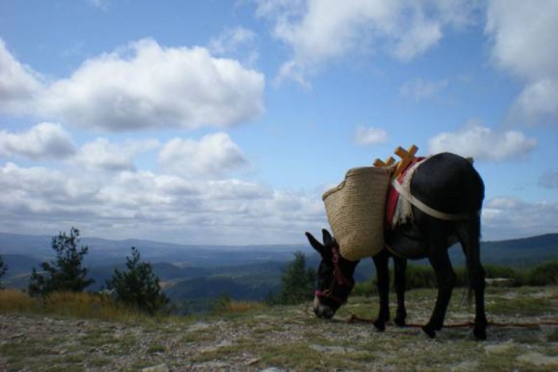 Location de vacances - Gîte à Saint-André-de-Lancize