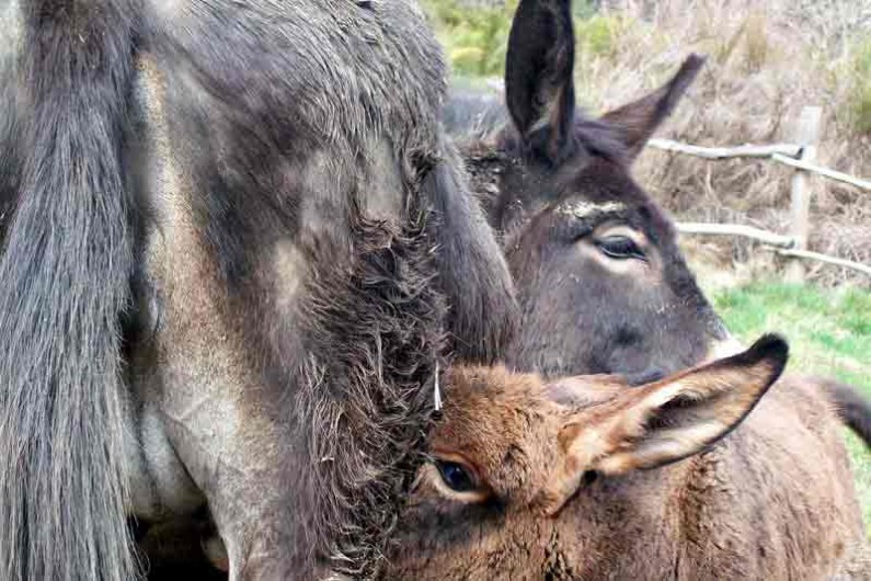 Location de vacances - Gîte à Saint-André-de-Lancize