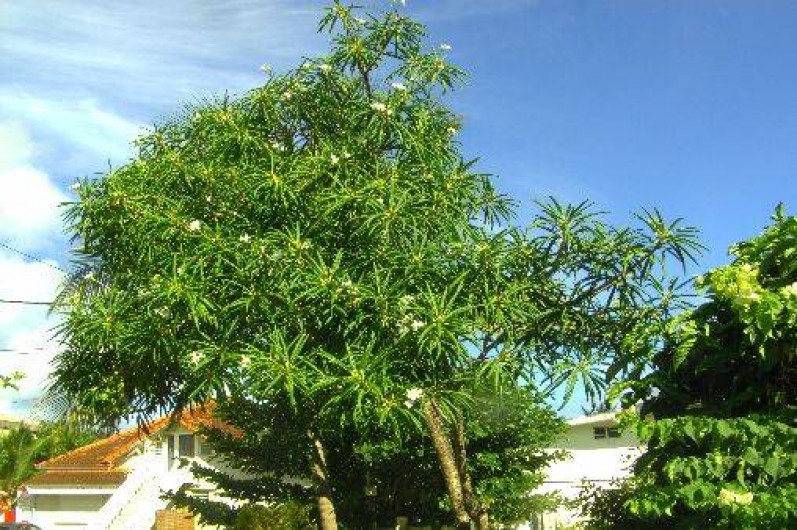 Location de vacances - Appartement à Le Diamant