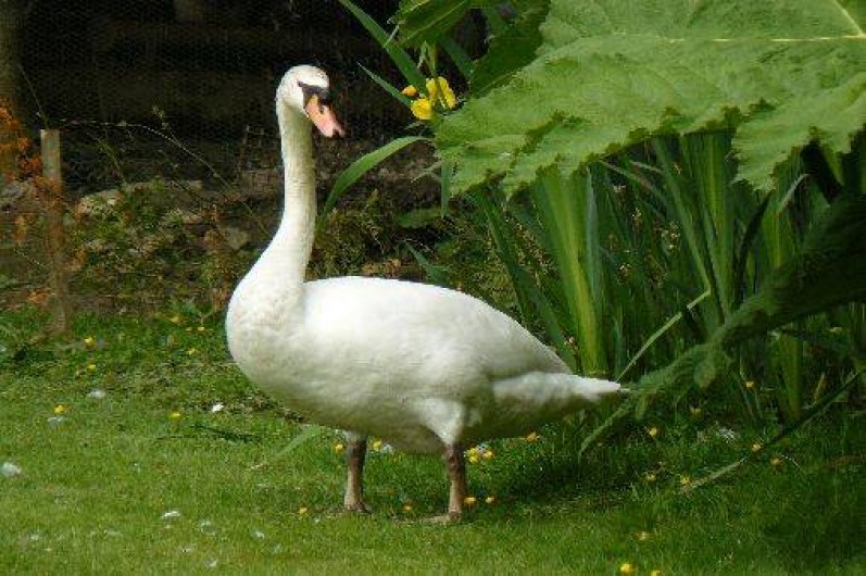 Location de vacances - Gîte à Plumelin