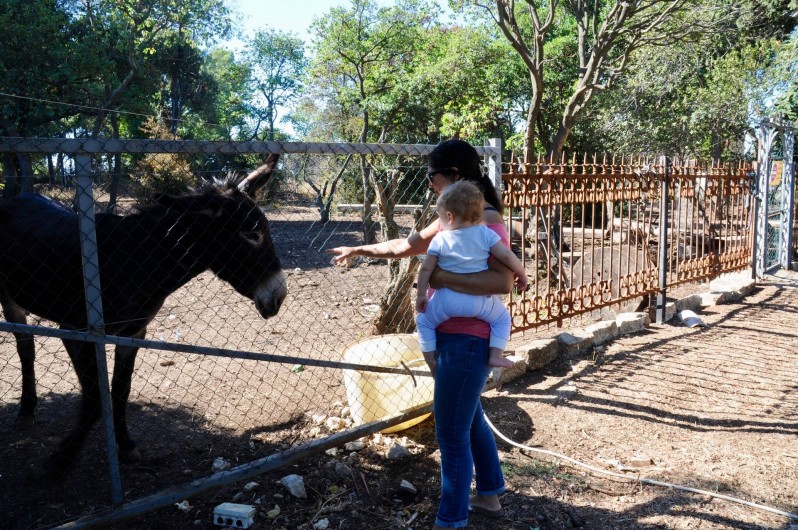 Location de vacances - Gîte à Frontignan - Notre ânesse