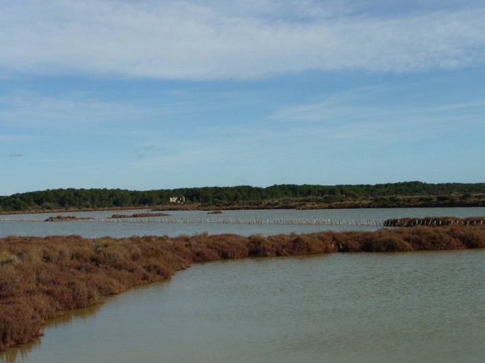 Location de vacances - Appartement à Frontignan - ANCIENS MARAIS SALANTS ZONE PROTEGEE