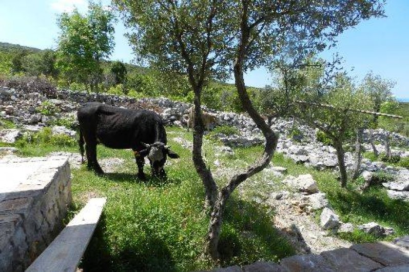 Location de vacances - Villa à Kotor