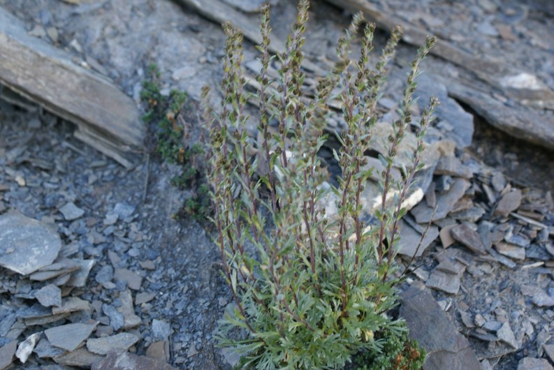 Location de vacances - Chalet à Saint-Paul-sur-Ubaye - le génépi (plantes que vous retrouverez dans les magasins (liqueurs etc...)