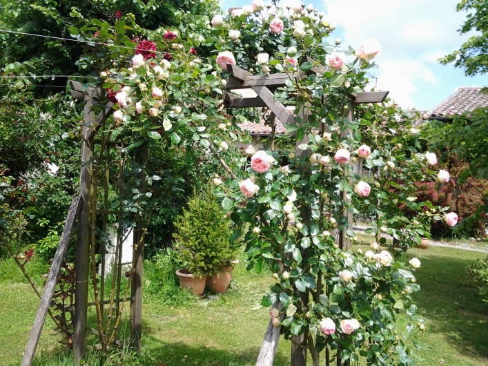 Location de vacances - Chambre d'hôtes à Saint-Thomas - Rosier Pierre de Ronsard