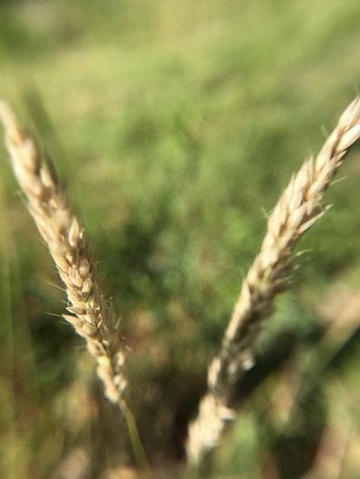 Location de vacances - Chalet à La Bresse