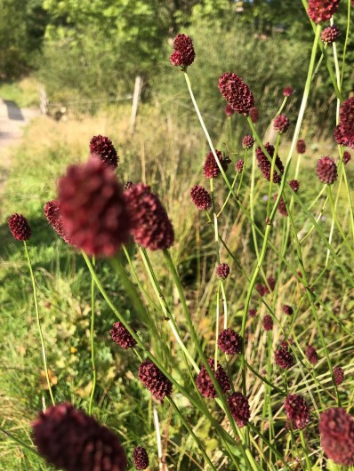Location de vacances - Chalet à La Bresse - Sur les chemins aux alentours