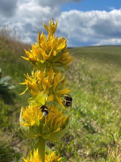Location de vacances - Chalet à La Bresse - Fleur de gentiane