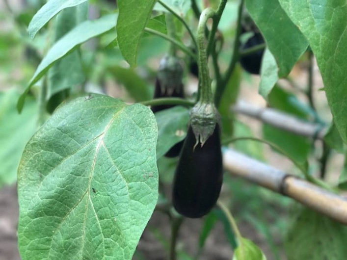 Location de vacances - Villa à L'Île-Rousse - Potager mis à la disposition de la clientèle / Légumes bio