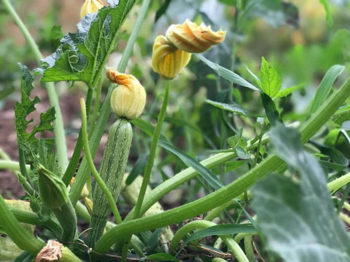 Location de vacances - Villa à L'Île-Rousse - Potager mis à la disposition de la clientèle / Légumes bio