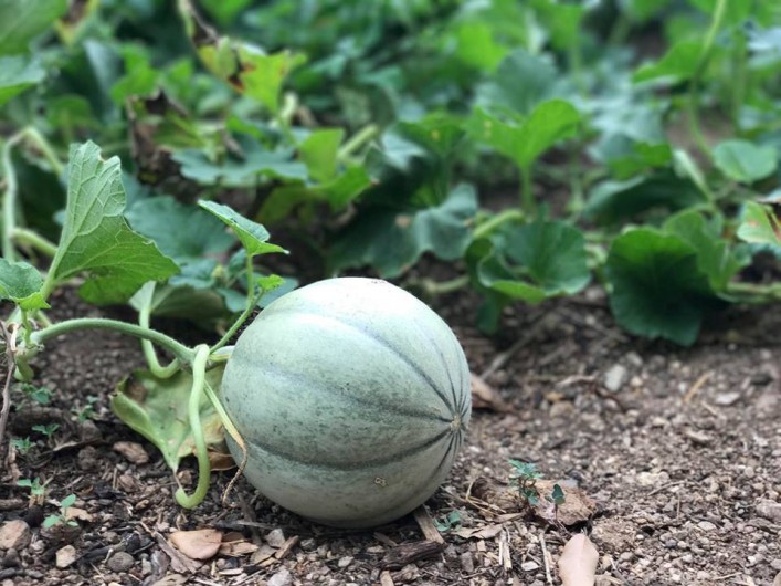 Location de vacances - Villa à L'Île-Rousse - Potager mis à la disposition de la clientèle / Légumes bio