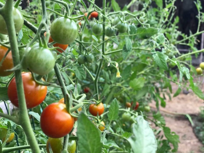 Location de vacances - Villa à L'Île-Rousse - Potager mis à la disposition de la clientèle / Légumes bio